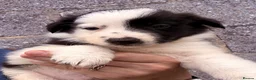 Border Collie dogs for sale: Gorgeous Border collie pups. KC registered.  - Advert 8