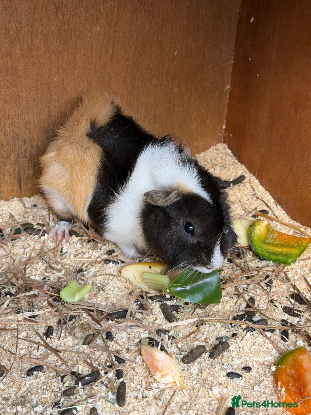 Guinea Pig rodents for sale: Gorgeous Guineas avaliable  - Advert 4