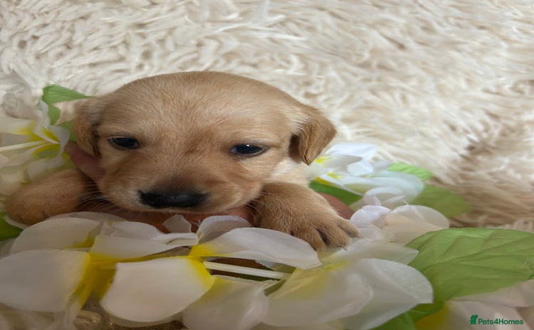 Cockerdor dogs - Advert 1