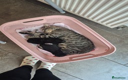 Mixed Breed cats for sale: Playful stripey kitten - Image 4