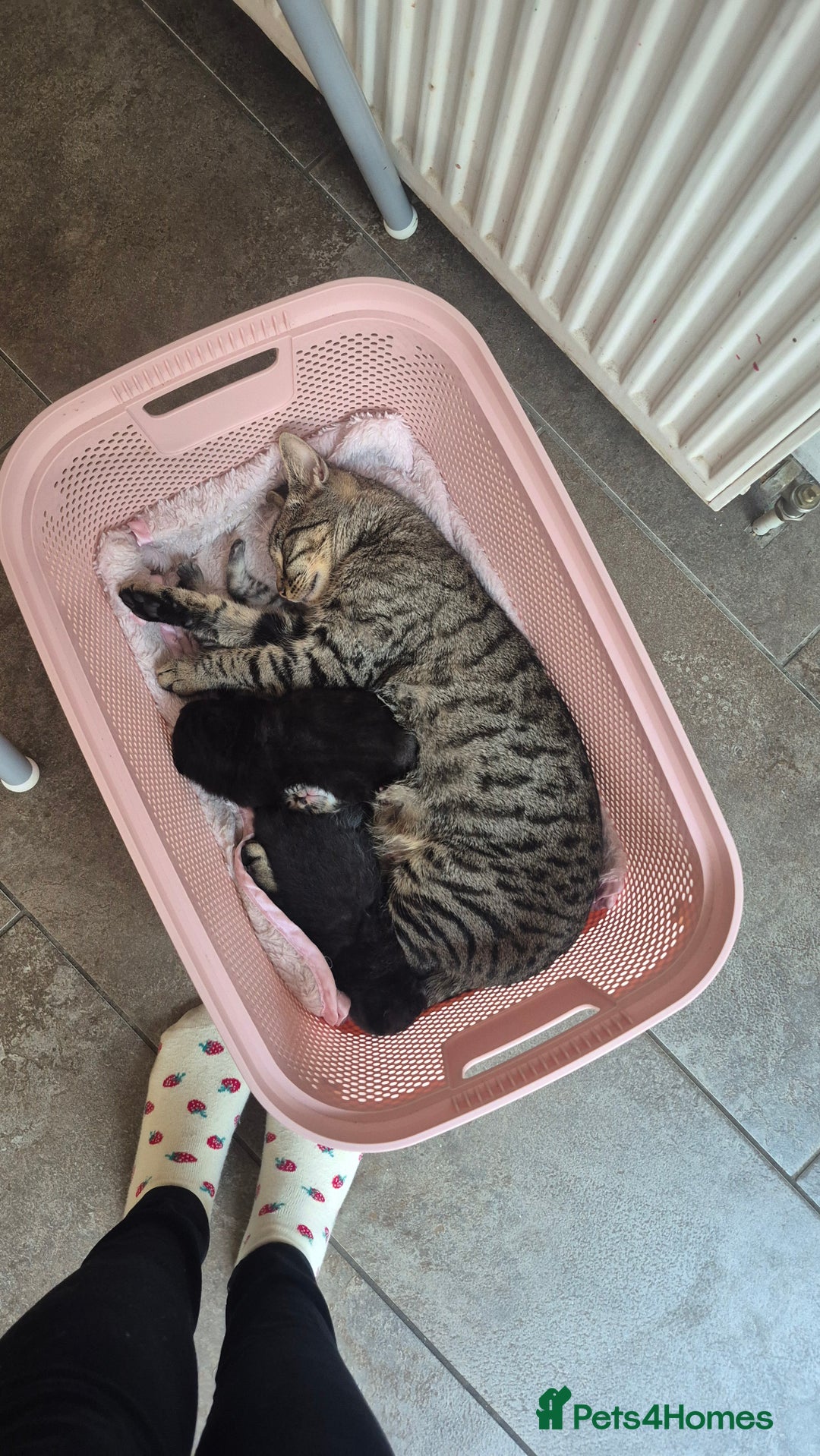 Mixed Breed cats for sale: Playful stripey kitten - Image 4