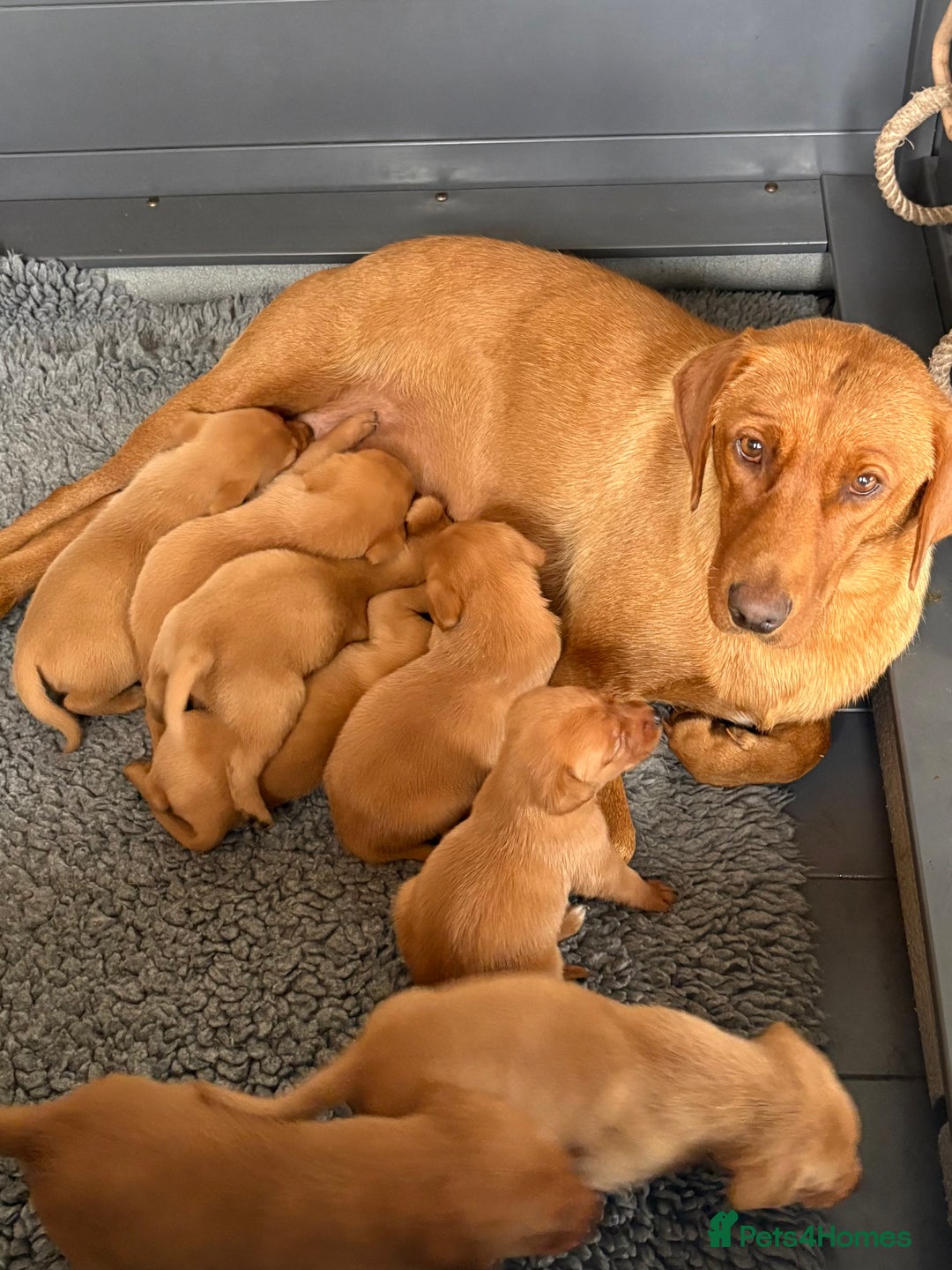 Labrador Retriever dogs for sale: Beautiful KC Fox Red Labs 0/0 hip/elbow mum & dad - Image 10
