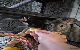Chinchilla rodents for sale: Two female bonded chinchillas - Image 3