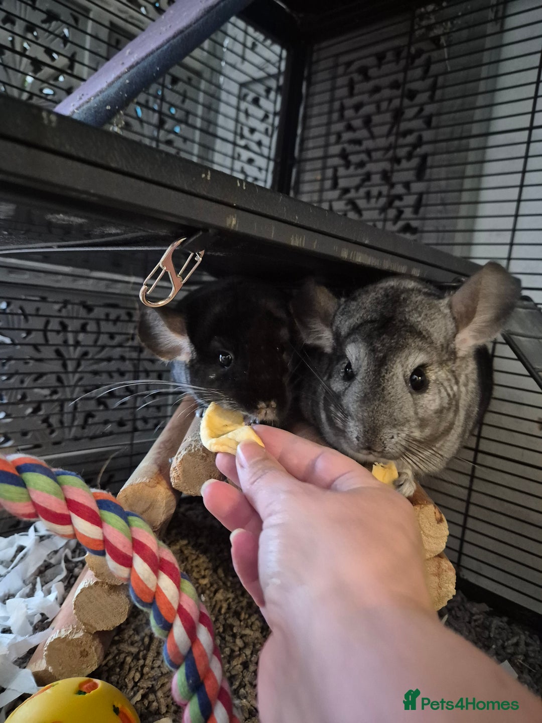 Chinchilla rodents for sale: Two female bonded chinchillas - Image 3