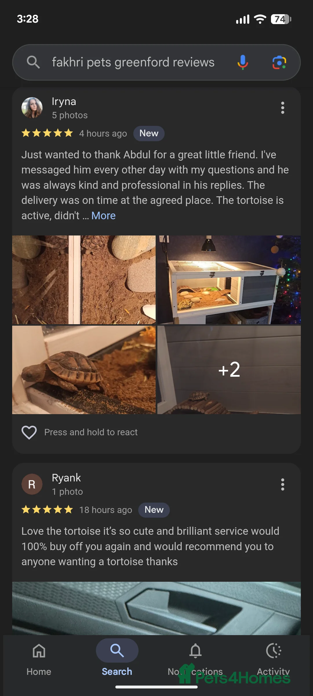 Tortoise reptiles for sale: Spur Thigh Tortoise trusted by many happy customer in Edinburgh - Advert 1