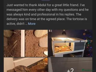 Tortoise reptiles Spur Thigh Tortoise trusted by many happy customer - Advert 6