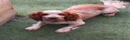 Sprocker dogs for stud: Teddy  - Advert 2