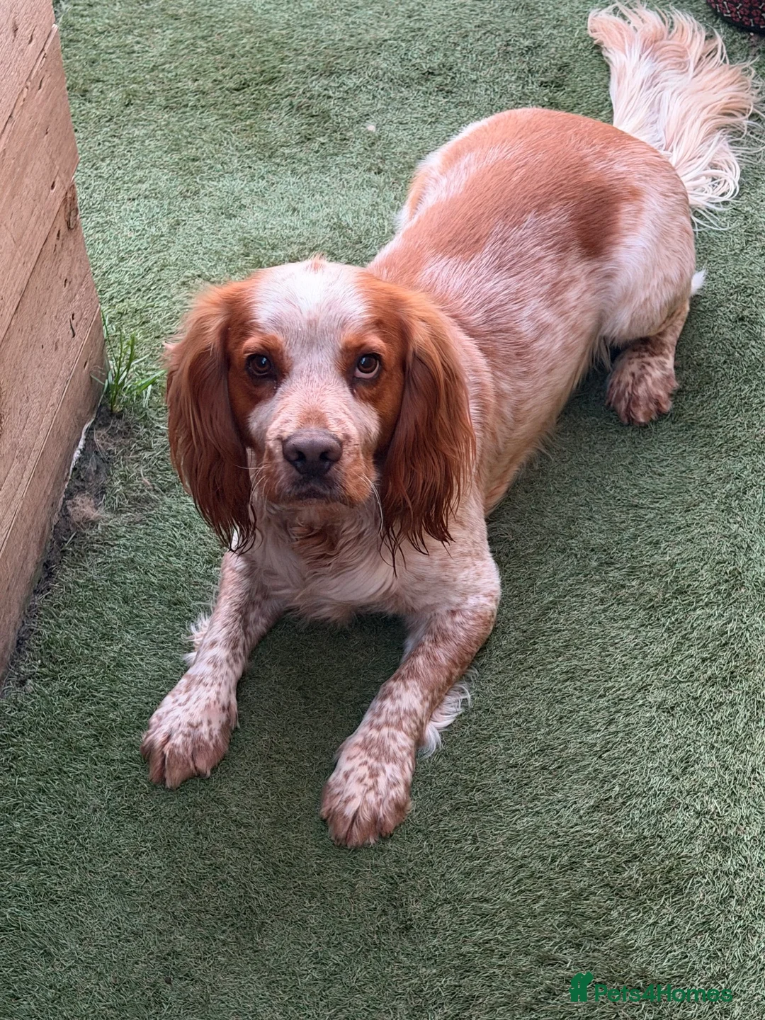 Sprocker dogs for stud: Teddy  - Advert 2