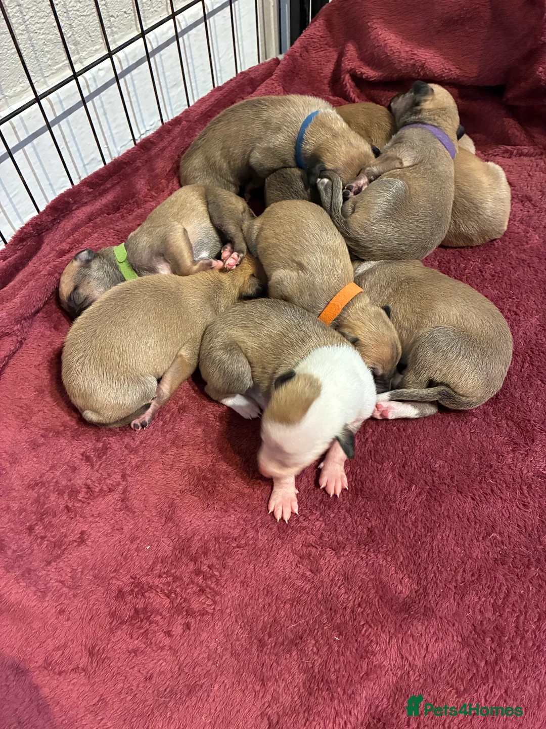 Whippet dogs for sale: Beautiful litter of Whippet puppies - Advert 2