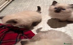 Ragdoll cats for sale: Blue seal point lynx ragdoll pedigree - Image 5