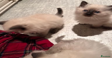 Ragdoll cats - Advert 1