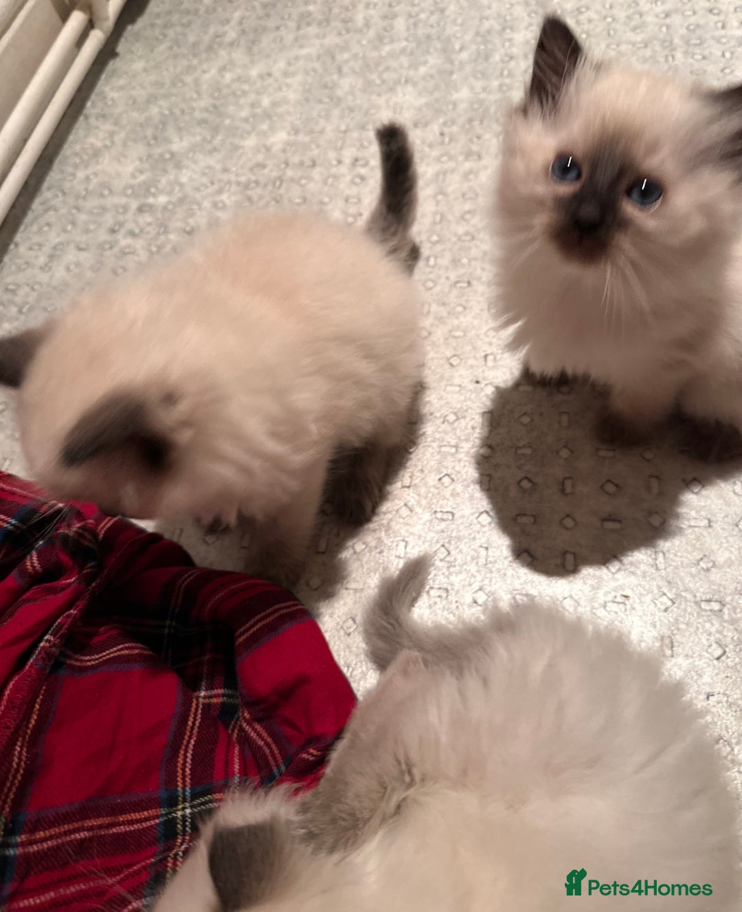 Ragdoll cats for sale: Blue seal point lynx ragdoll pedigree - Image 5