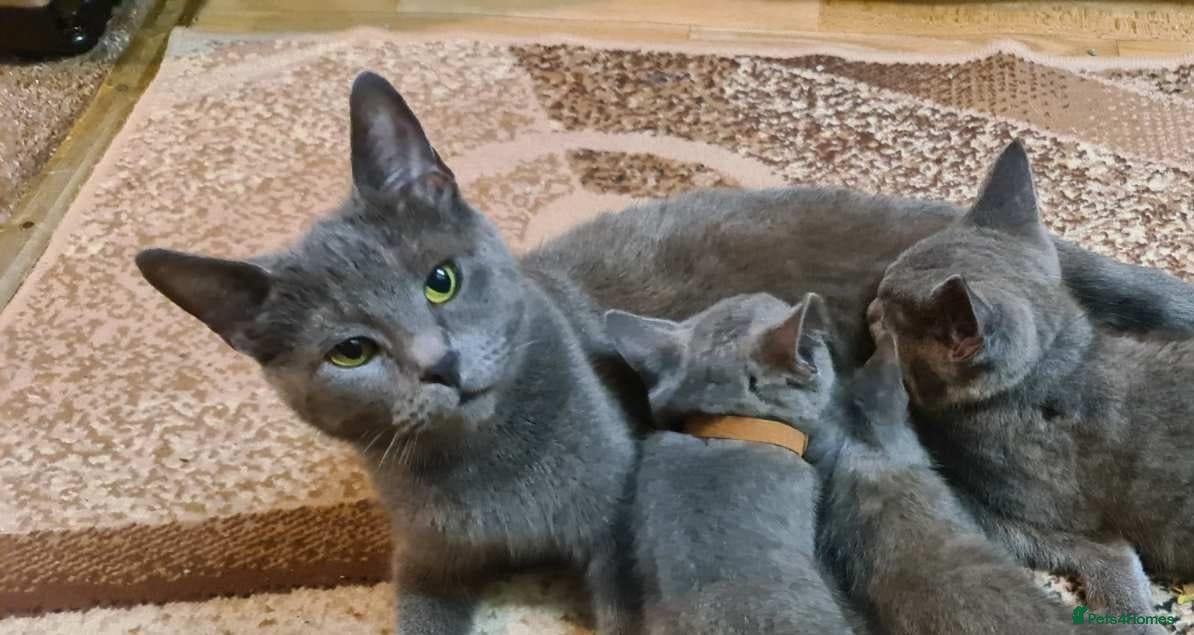 Russian Blue cats Russian Blue Kittens -ALL BOYS, UREDY TO GO 11.09 - Advert 13