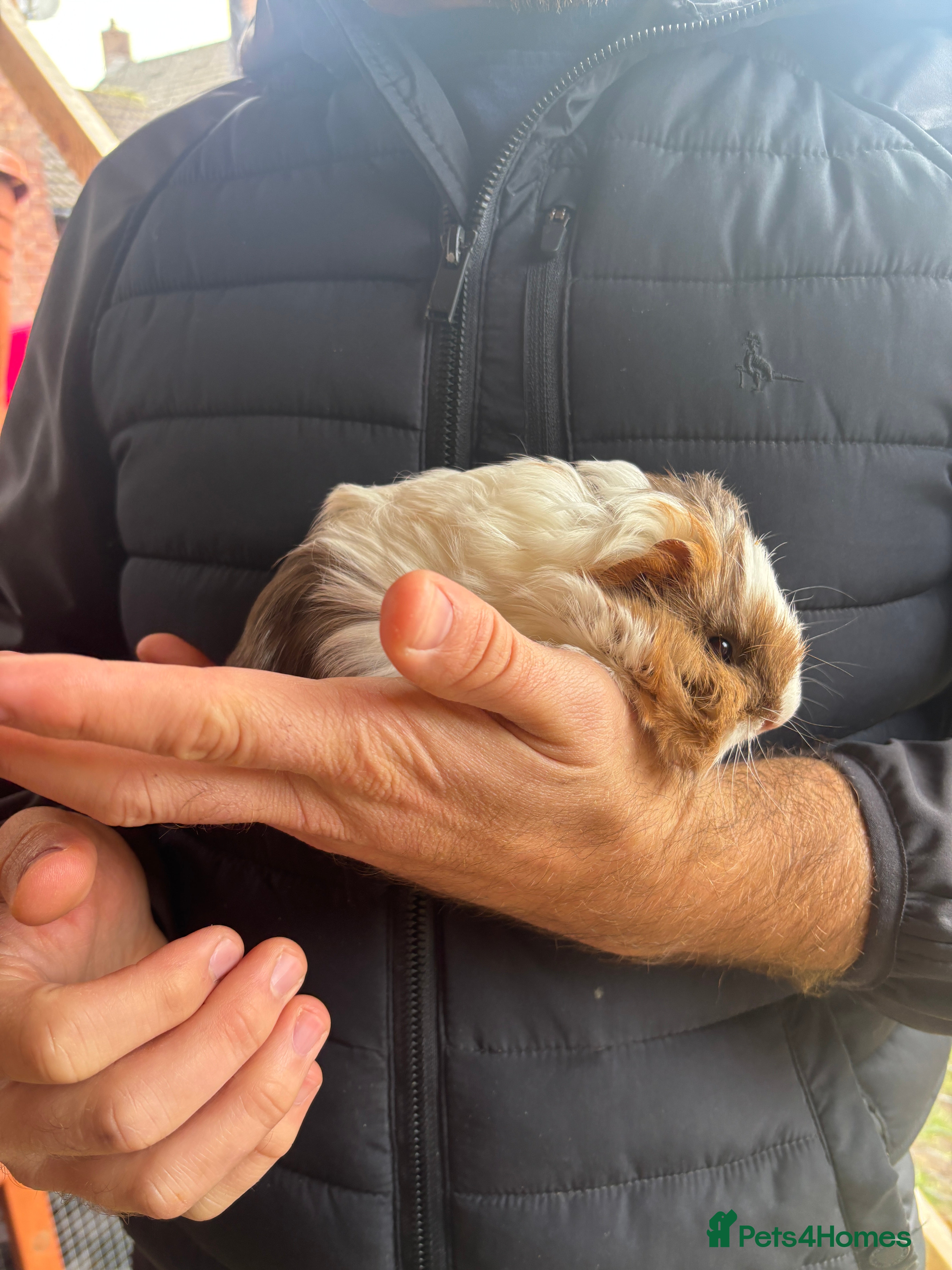 Guinea Pig rodents Mixed guinea pigs  - Advert 1