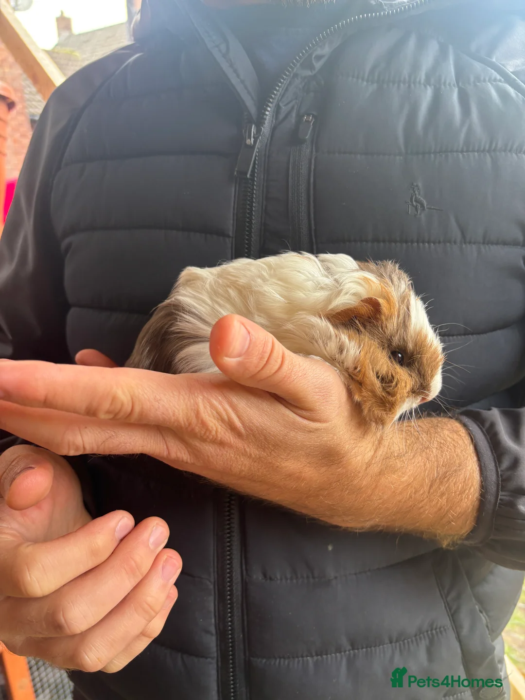 Guinea Pig rodents for sale: Male guinea pigs  - Advert 1