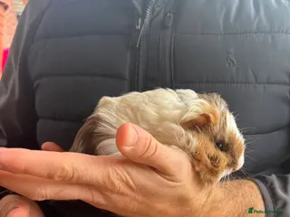 Guinea Pig rodents Mixed guinea pigs - Advert 1