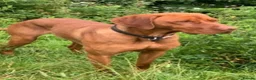 Hungarian Vizsla dogs for stud: Proven Hungarian championship blood line in Llantwit Major - Advert 5