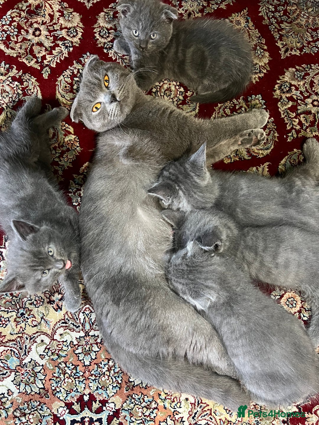 Maine Coon cats for sale:  Maine Coon kittens for sale  - Advert 3