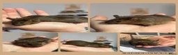 Mouse rodents for sale: Ethical Home Mousery Waiting List  - Advert 3