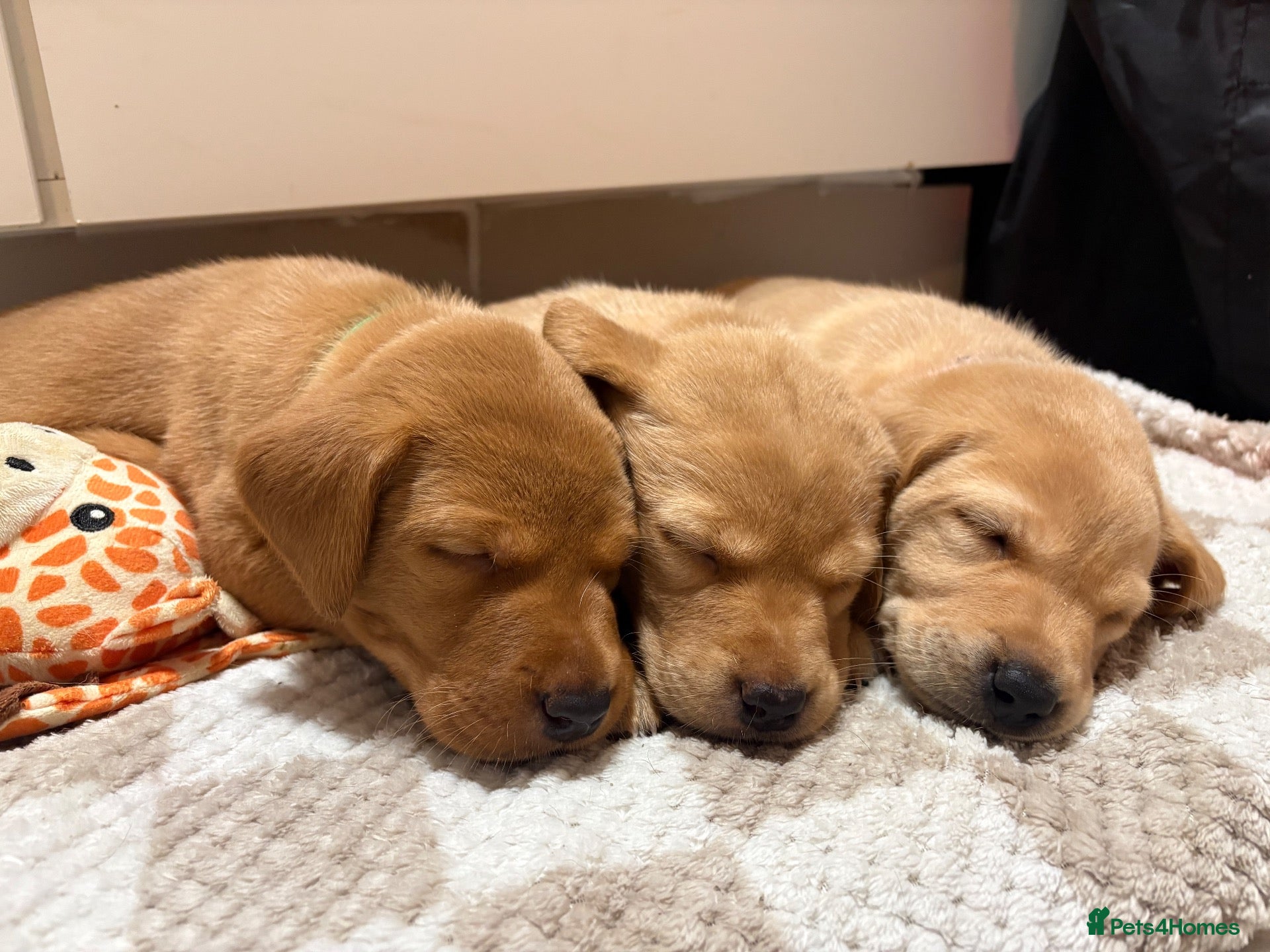 Labrador Retriever dogs 3 outstanding working labrador pups left! - Advert 11