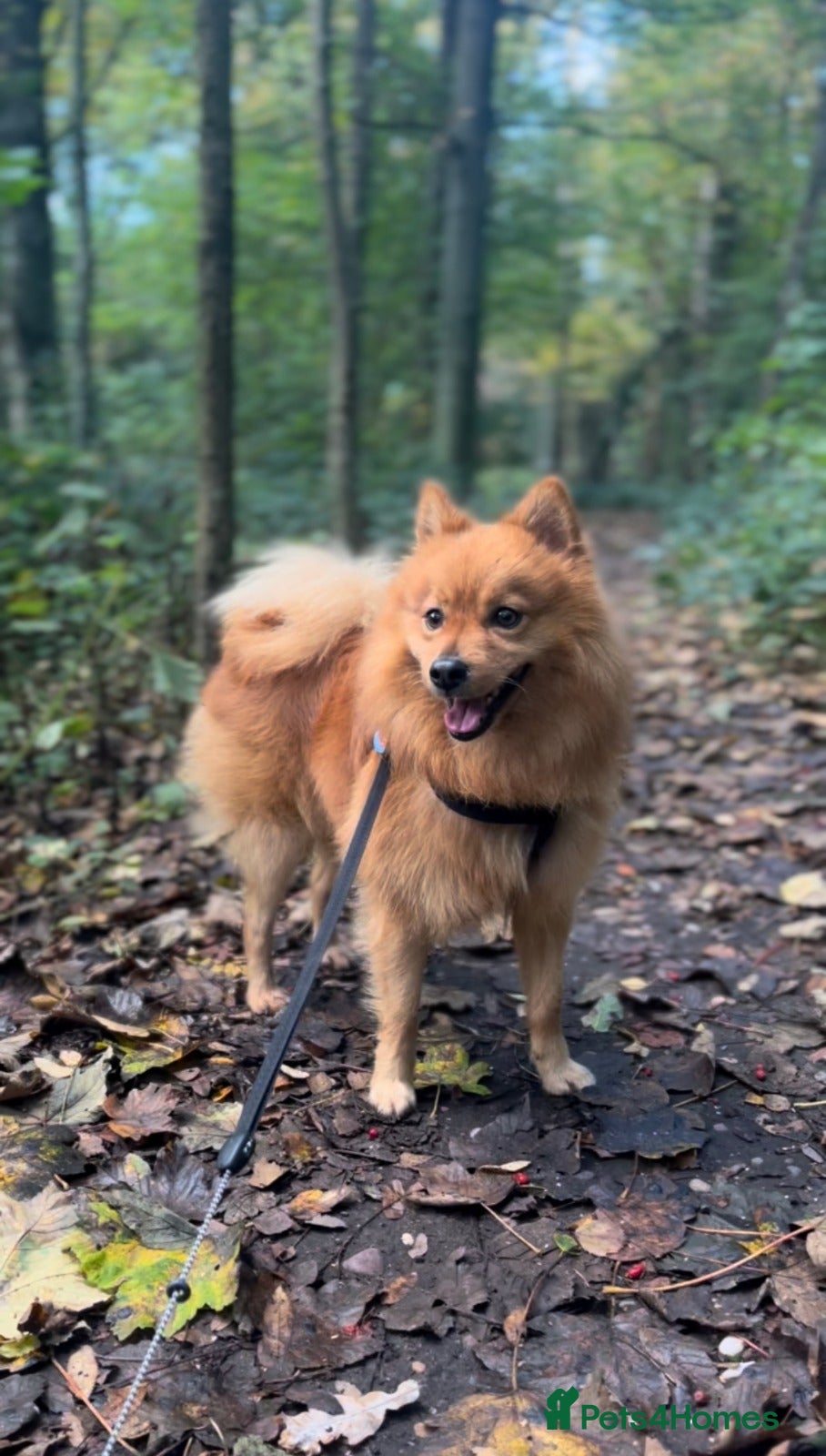 Mixed Breed dogs 💙 DEXTER💙: active, playful Pomeranian Cross - Advert 1