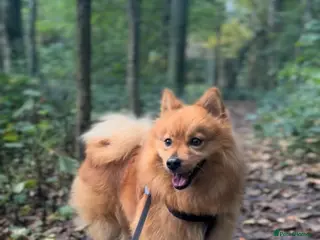 Mixed Breed dogs ๐ DEXTER๐: active, playful Pomeranian Cross - Advert 1