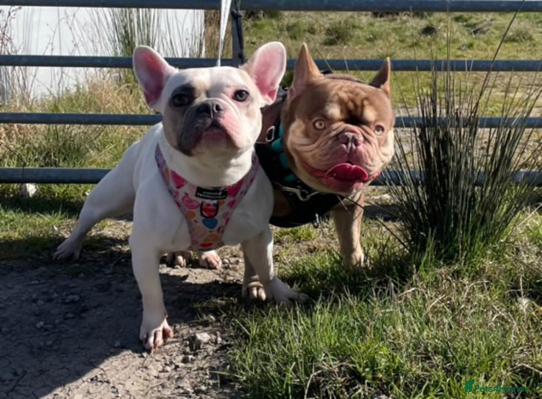 French Bulldog dogs for sale: 11 weeks old Isabella & tan carries fluffy RFG  - Image 3