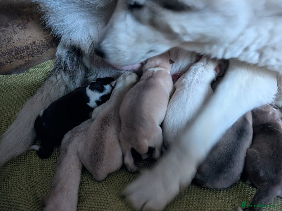 Siberian Husky dogs for sale: Beautiful pure Siberian Husky - Image 10