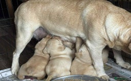 Labrador Retriever dogs for sale: Chunky KC reg Show line Champagnes boys  - Image 4