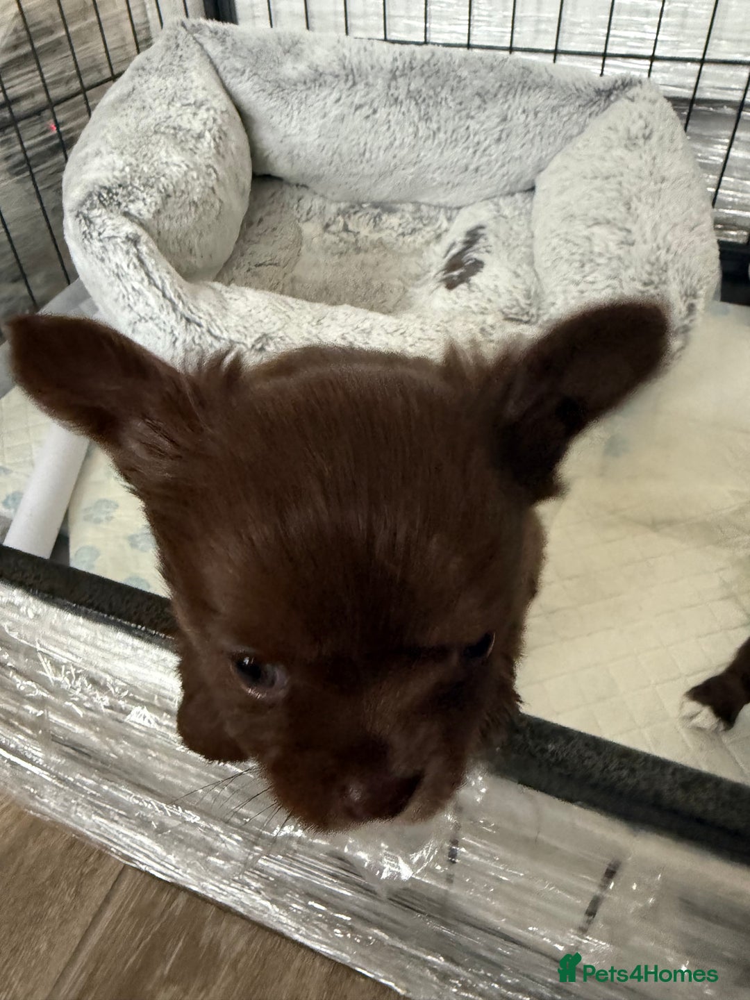 Chihuahua dogs for sale: Chihuahua puppies  - Advert 9