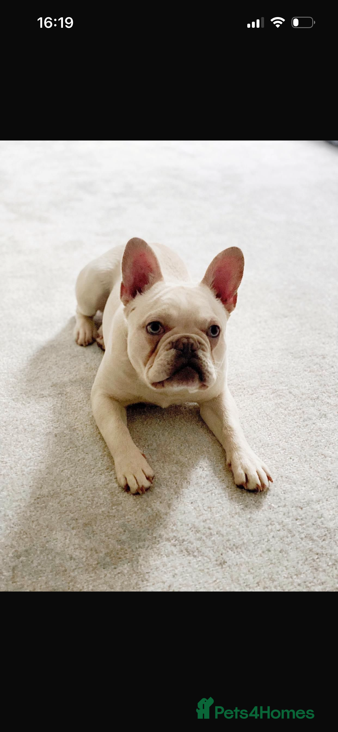 French Bulldog dogs French bulldog  - Advert 12