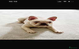 French Bulldog dogs for sale: French bulldog  - Advert 1