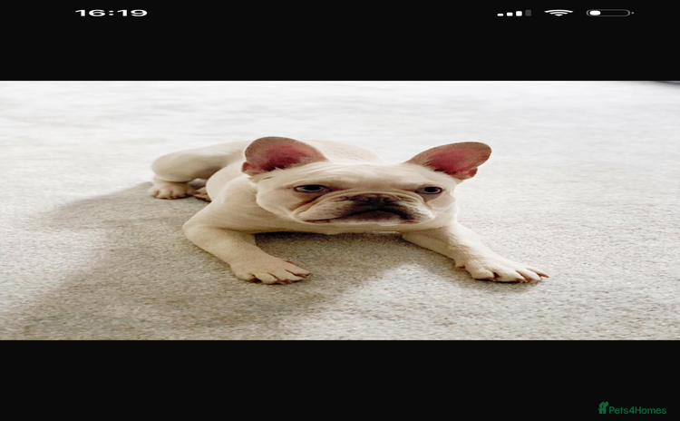 French Bulldog dogs French bulldog  - Advert 16