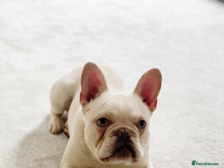 French Bulldog dogs for sale: French bulldog - Advert 1
