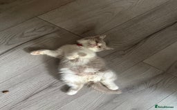 British Shorthair cats for sale: Pure British Shorthair kittens ready now 🏆🥇😻 - Image 6
