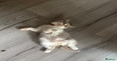 British Shorthair cats - Advert 5