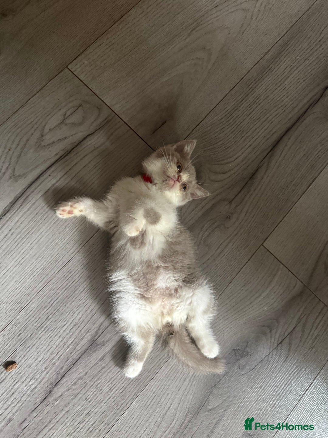 British Shorthair cats for sale: Pure British Shorthair kittens ready now 🏆🥇😻 - Image 6