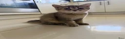 British Shorthair cats for sale: Stunning Golden British Shorthair girl is ready - Advert 7