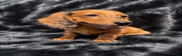 Miniature Dachshund dogs for sale: Adorable miniature dachshund puppies  - Advert 5