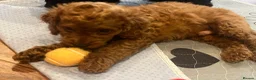 Cockapoo dogs for sale: Cockapoo Puppies- only 1 remaining - ready now  - Advert 16