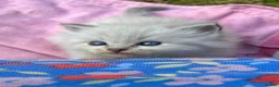 Ragdoll cats for sale: Blue Lynx Ragdoll kittens - Advert 10