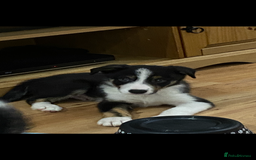 Border Collie dogs for sale: Border collies Dundee  - Image 5