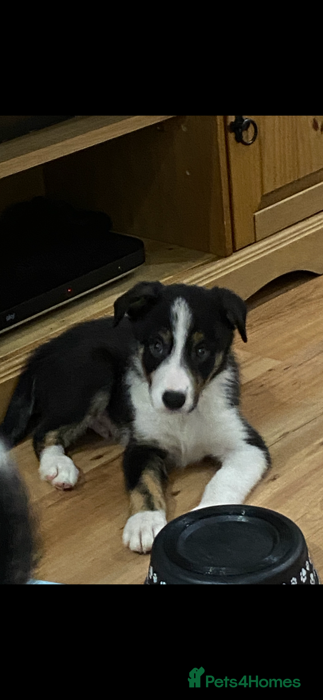 Border Collie dogs for sale: Border collies Dundee  - Image 5