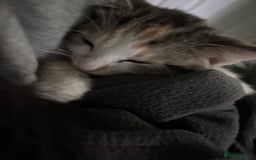 Mixed Breed cats for sale: 3 cute kittens ready for new home - Image 5