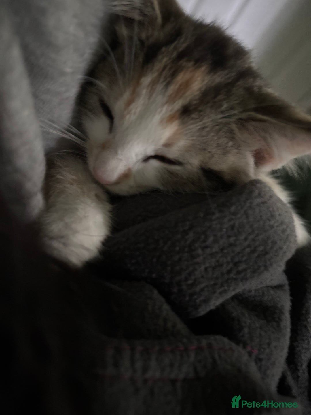 Mixed Breed cats for sale: 3 cute kittens ready for new home - Image 5