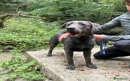 Labrador Retriever dogs for sale: Beautiful Berti  - Image 2