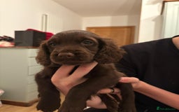 Cocker Spaniel dogs for sale: Cocker Spanial Puppies (2 left) - Advert 14