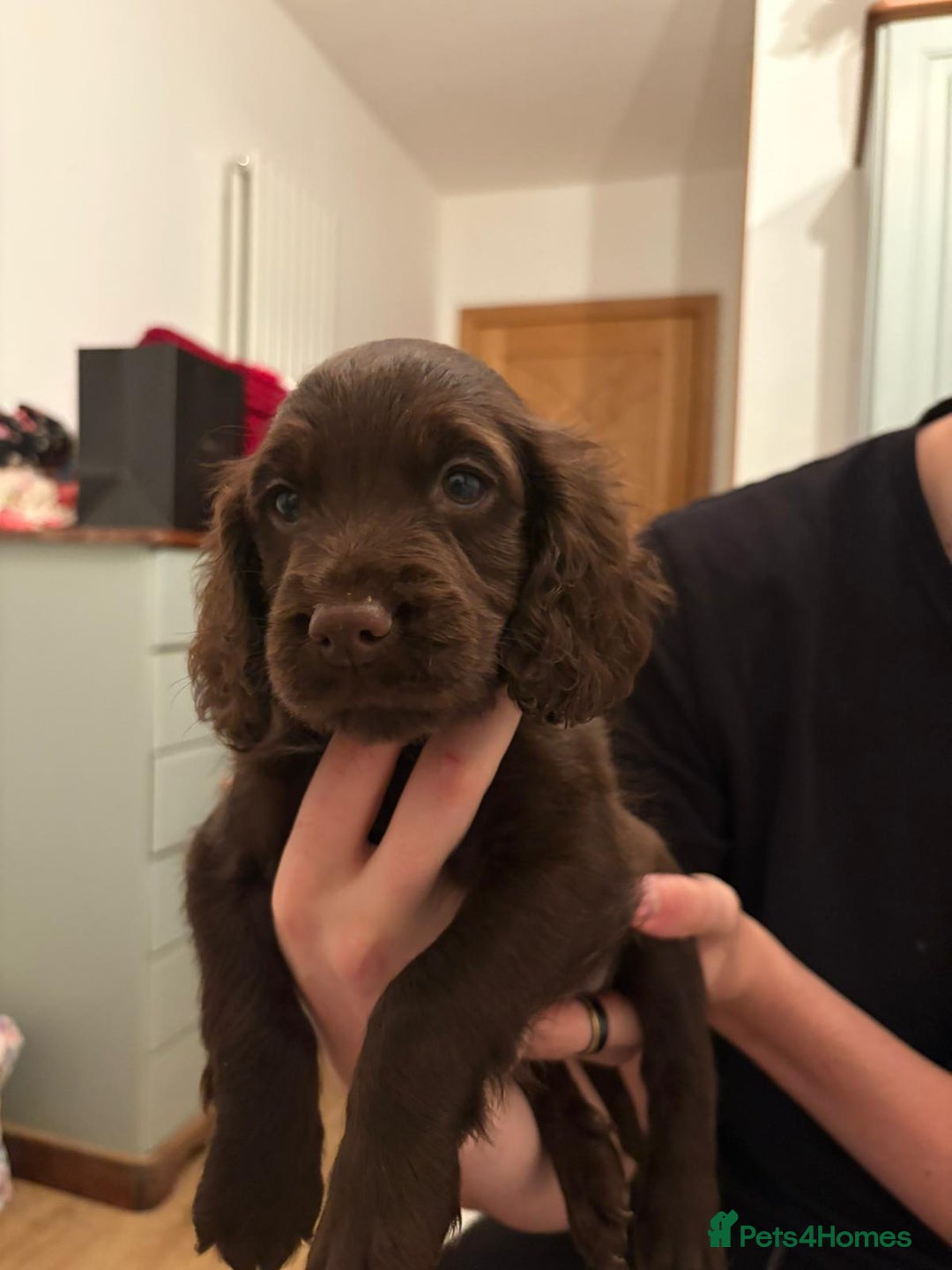 Cocker Spaniel dogs for sale: Cocker Spanial Puppies (2 left) - Advert 14