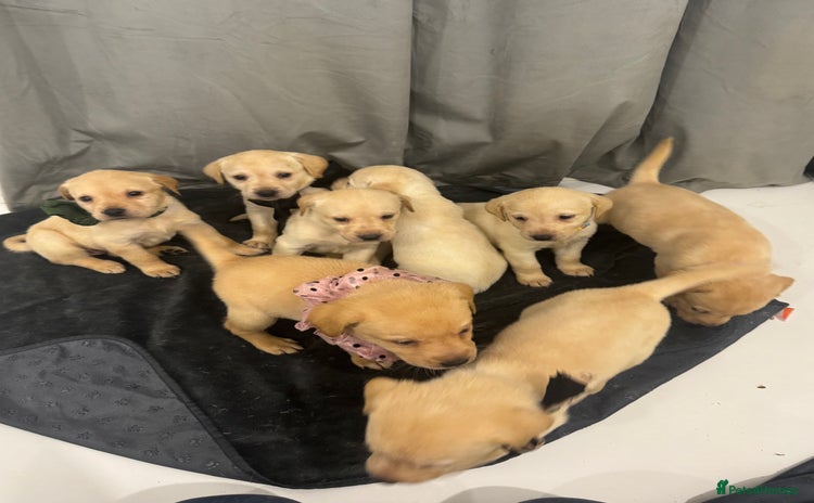 Labrador Retriever dogs - Advert 4