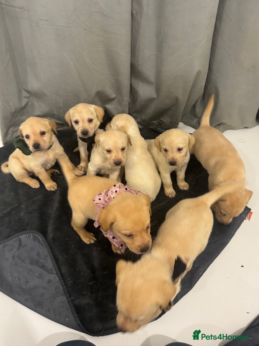 Labrador Retriever dogs for sale: Full breed Labrador retriever puppy’s  - Image 1